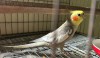 Cockatiel
